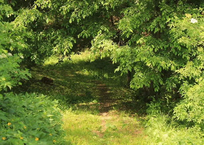 Дом отдыха Buzzing Retreat